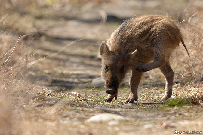 Wild boar - Sus scrofa