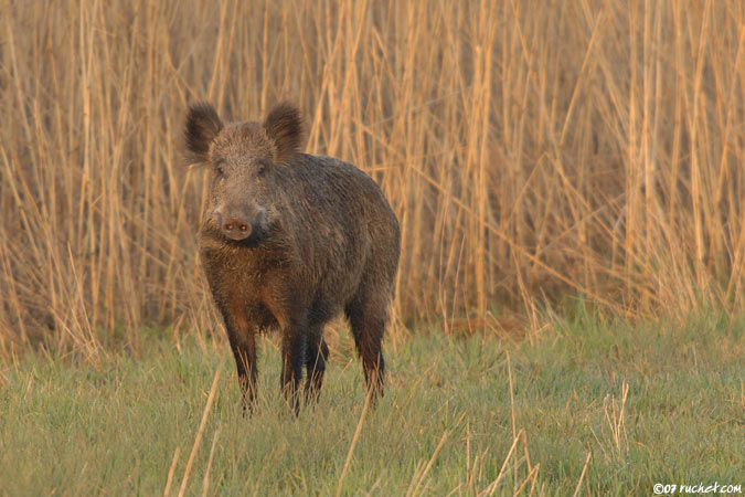 Sanglier - Sus scrofa