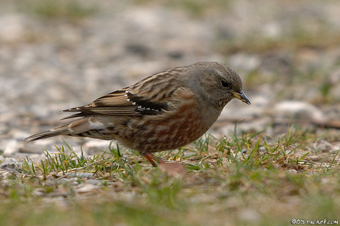 Accenteur alpin - Prunella collaris