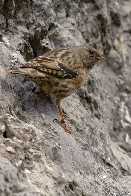 Accenteur alpin - Prunella collaris