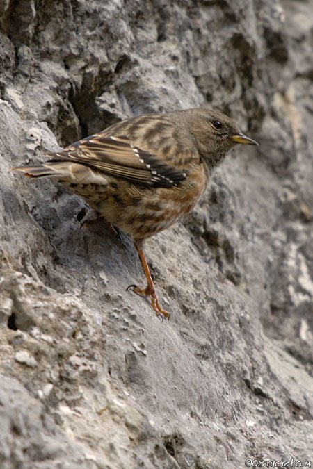 Alpenbraunelle - Prunella collaris