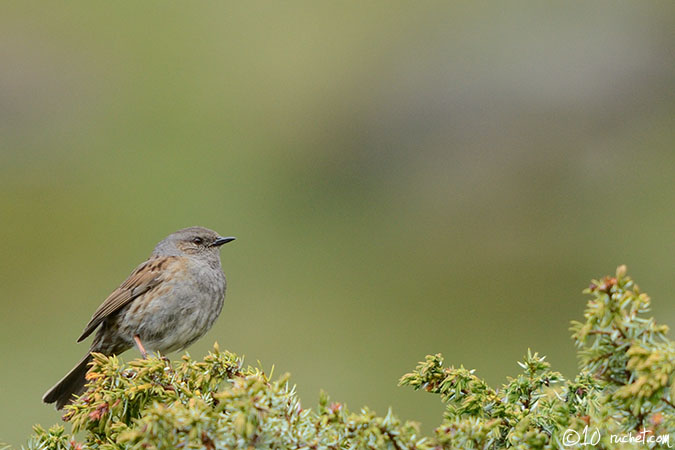 Heckenbraunelle - Prunella modularis