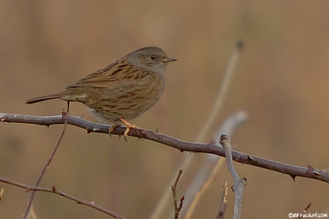 Heckenbraunelle - Prunella modularis