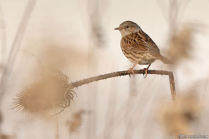 Heckenbraunelle - Prunella modularis