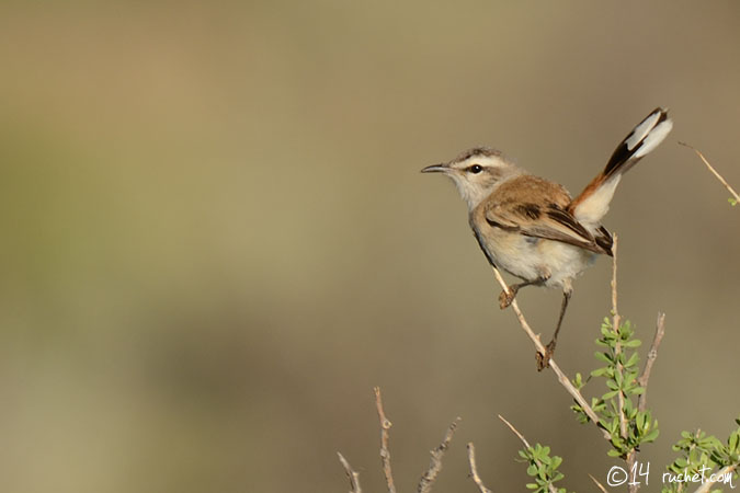 Agrobate du Kalahari - Cercotrichas paena