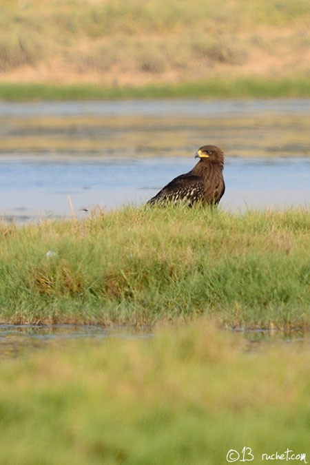 Greater Spotted Eagle - Aquila clanga