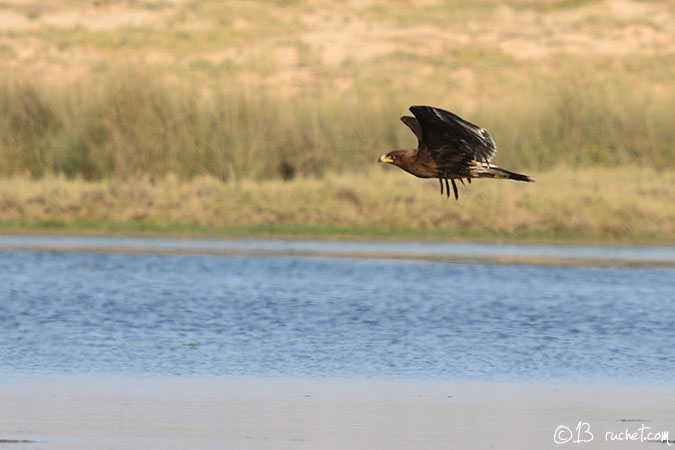 Aquila anatraia maggiore - Aquila clanga