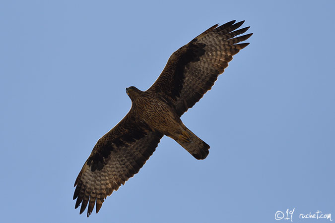 Habichtsadler - Aquila fasciata