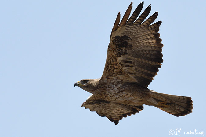 Habichtsadler - Aquila fasciata