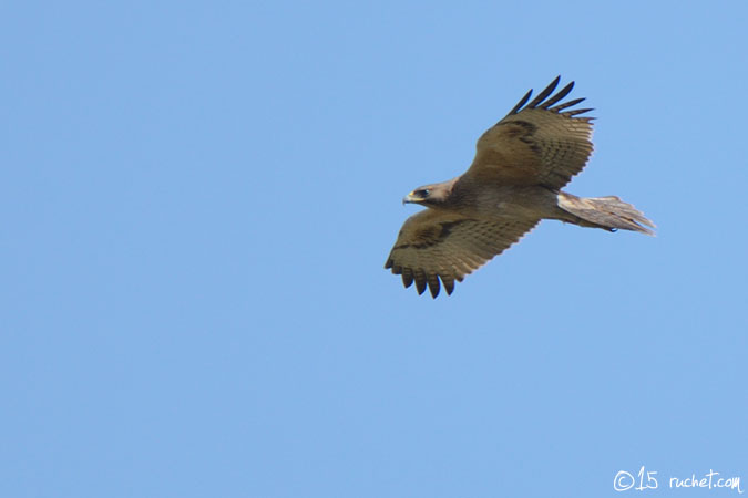 Bonelli's Eagle - Aquila fasciata