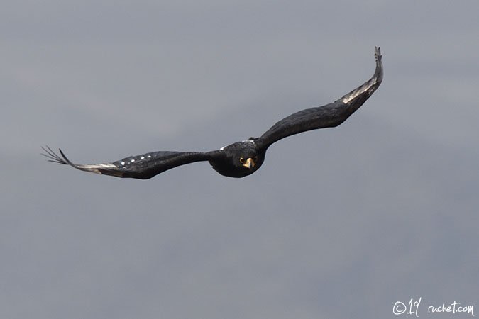 Aigle de Verreaux - Aquila verreauxii