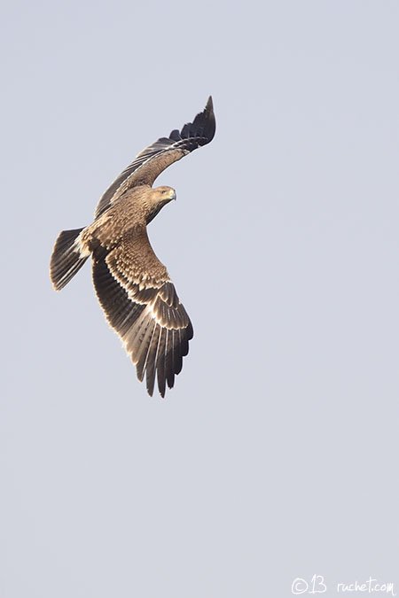 Eastern Imperial Eagle - Aquila heliaca