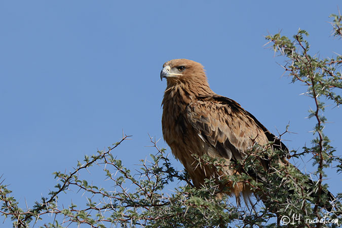 Raubadler - Aquila rapax