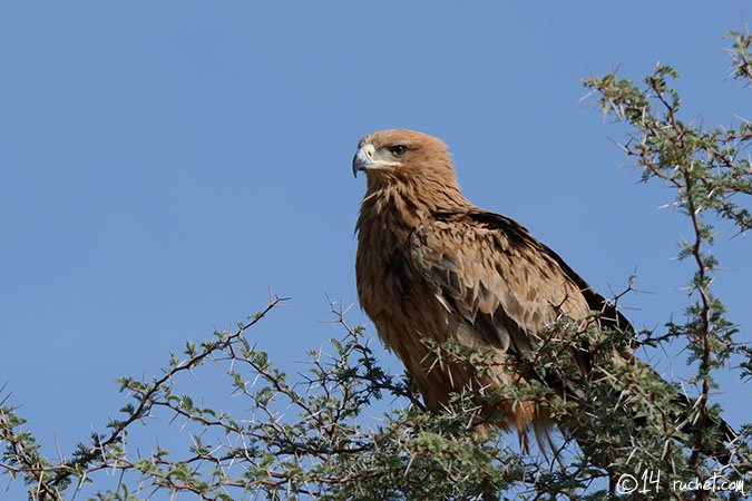 Aquila rapace - Aquila rapax