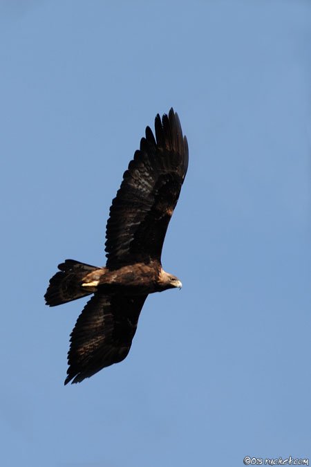 Aquila reale - Aquila chrysaetos