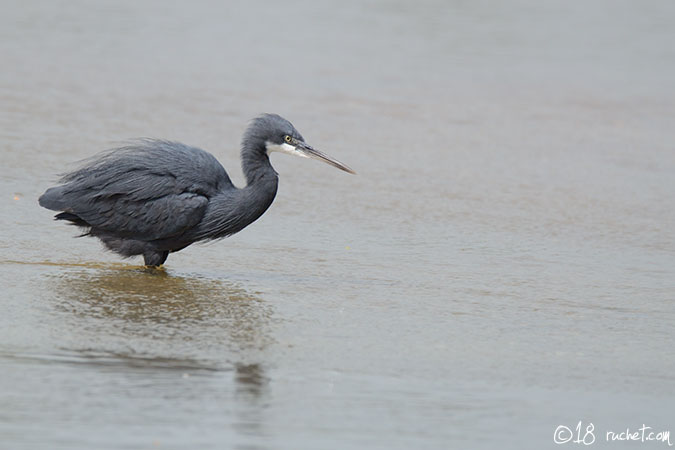 Western Reef Heron - Egretta gularis