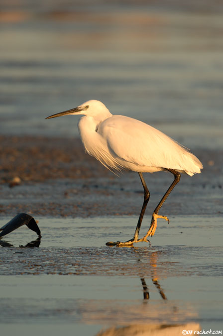 Aigrette garzette - Egretta garzetta