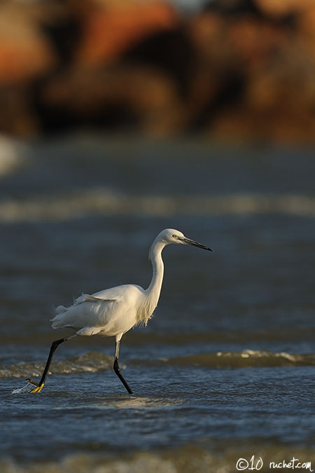 Aigrette garzette - Egretta garzetta