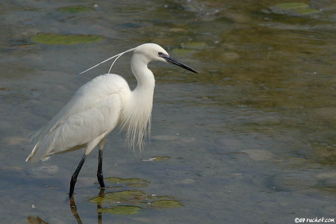 Aigrette garzette - Egretta garzetta