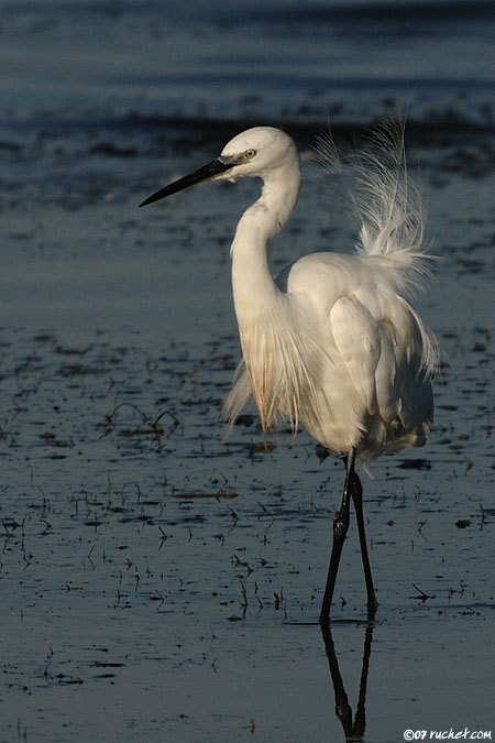 Aigrette garzette - Egretta garzetta