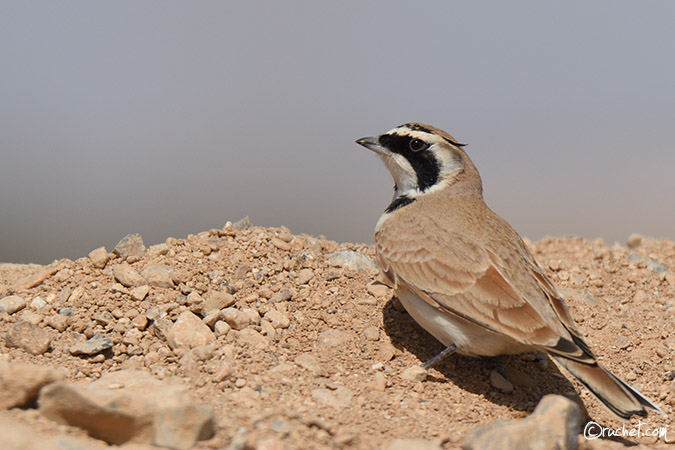 Saharaohrenlerche - Eremophila bilopha