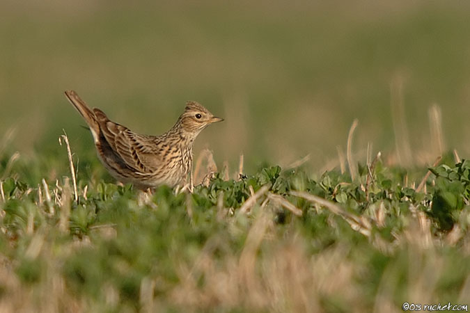 Alouette des champs - Alauda arvensis