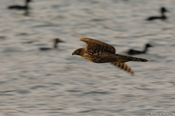 Astore - Accipiter gentilis