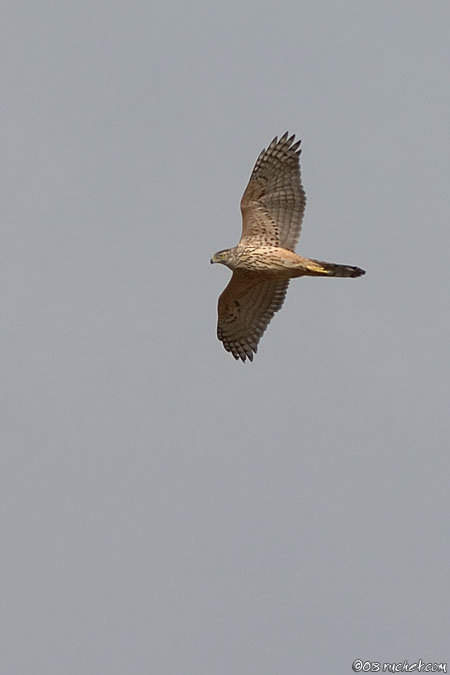 Astore - Accipiter gentilis