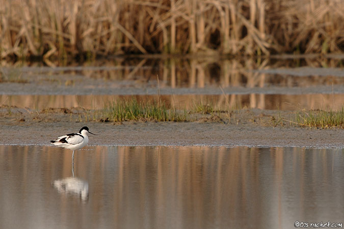 Avocetta - Recurvirostra avosetta