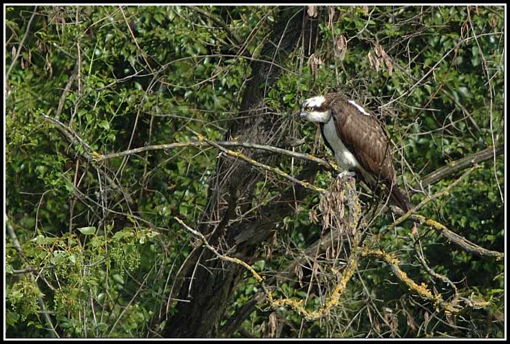 Balbuzard pêcheur - Pandion haliaetus