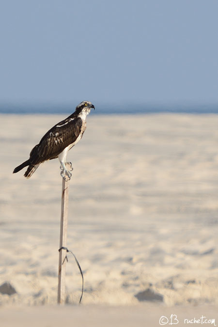 Balbuzard pêcheur - Pandion haliaetus