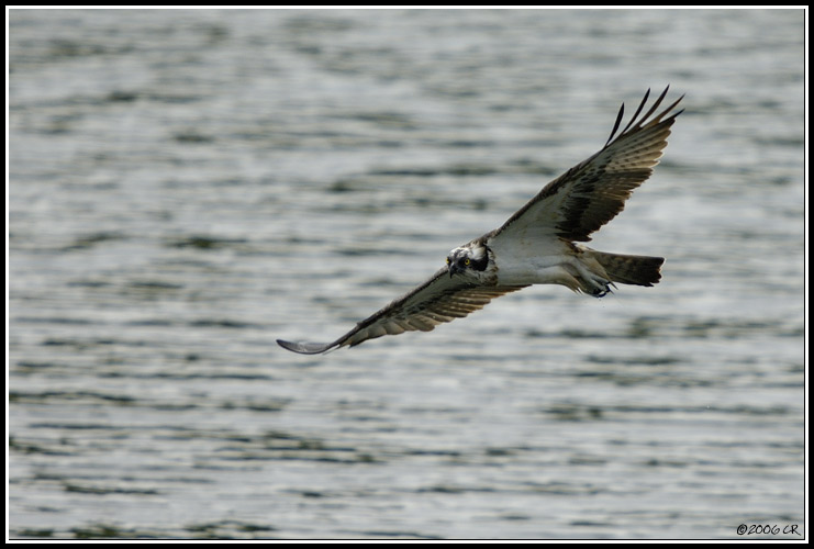 Balbuzard pêcheur - Pandion haliaetus