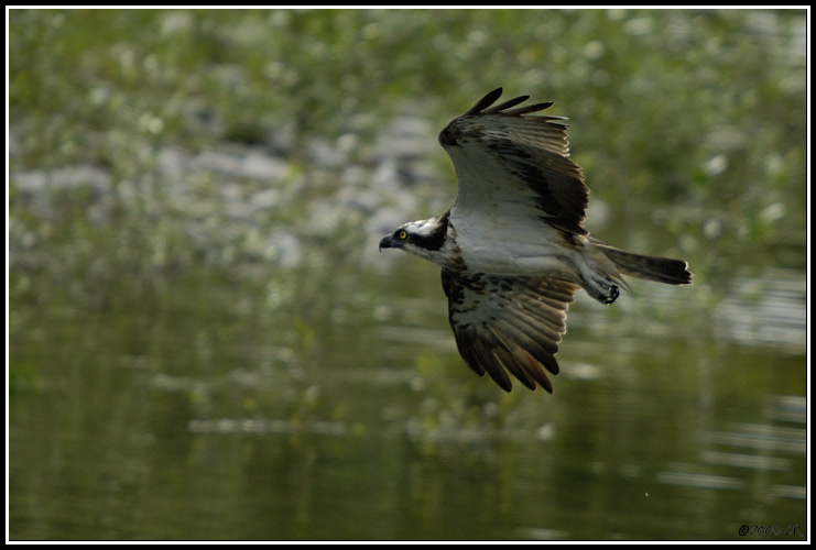 Balbuzard pêcheur - Pandion haliaetus