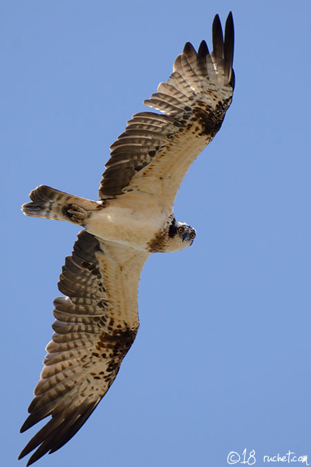 Balbuzard pêcheur - Pandion haliaetus