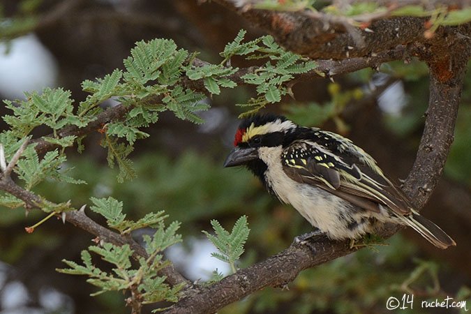 Rotstirn-Bartvogel - Tricholaema leucomelas