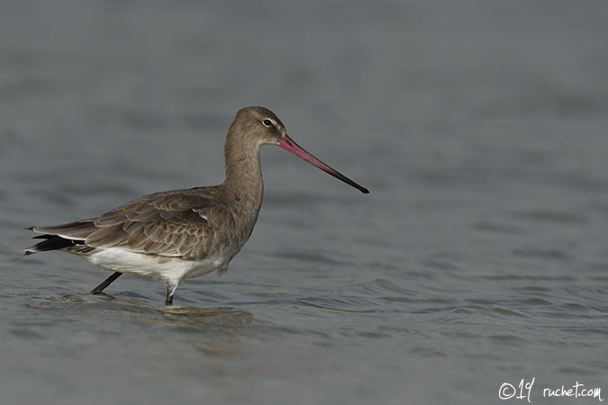 Black tailed godwit - Limosa limosa