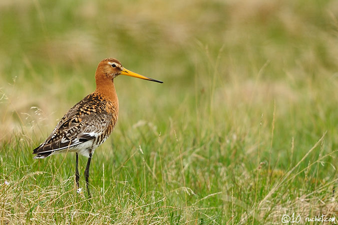 Pittima reale - Limosa limosa