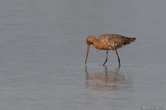 Black tailed godwit - Limosa limosa