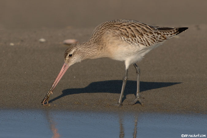 Barge rousse - Limosa lapponica