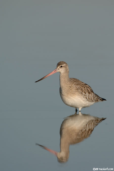 Barge rousse - Limosa lapponica