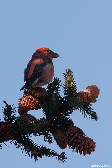 Crociere - Loxia curvirostra