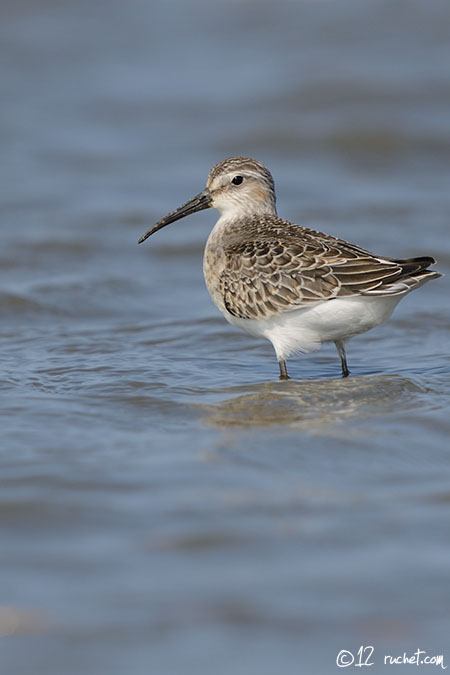 Bécasseau cocorli - Calidris ferruginea