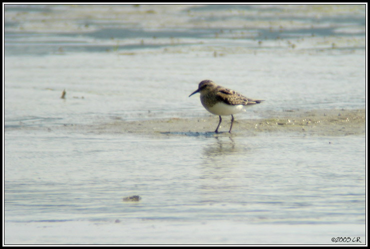 Temminckstrandläufer - Calidris temminckii