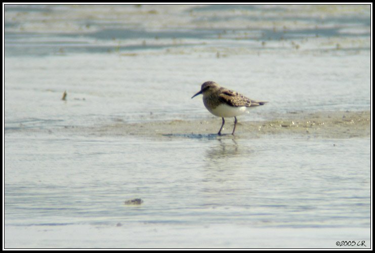 Bécasseau de Temminck - Calidris temminckii