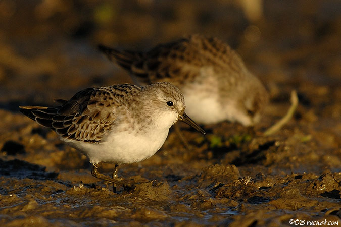 Zwergstrandläufer - Calidris minuta