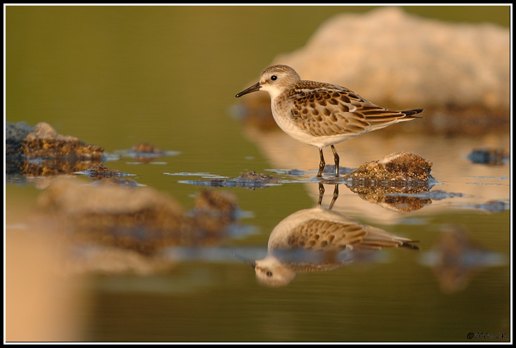 Gambecchio comune - Calidris minuta