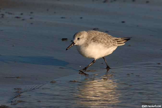 Piovanello tridattilo - Calidris alba