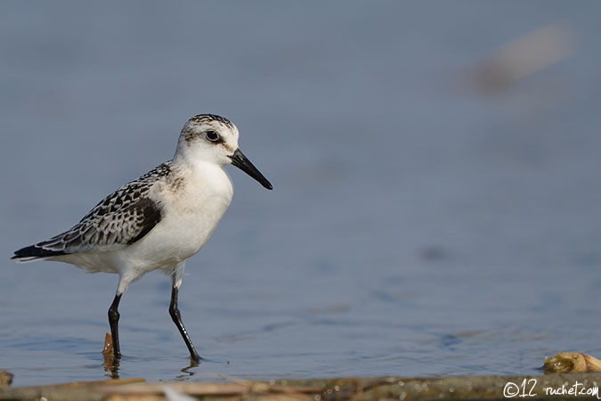 Piovanello tridattilo - Calidris alba