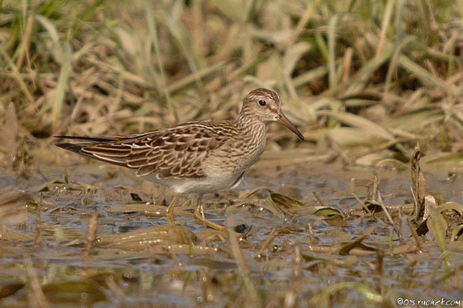 Pectoral Sandpiper - Calidris melanotos