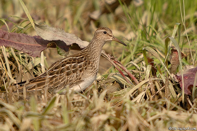 Piovanello pettorale - Calidris melanotos